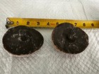 Ammonite Fossil Mold And Cast — photo 1