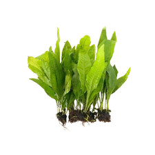 5X Java Fern Looses Aquarium Live Plant for Fish Tank Decoration VALUE PACK
