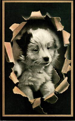North Shore Animal League, Port Washington, NY 11050, Howard Rose Postcard 