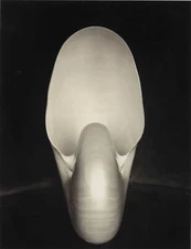 Edward Weston - Nautilus (1927) Seashell - 17" x 22" Fine Art Print