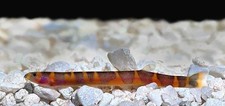 Live Tropical Freshwater Giant Kuhli Loach Pangio myersi
