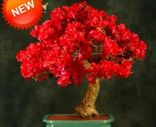 Spectabilis Red Bougainvillea SMALL well rooted starter/plug plant