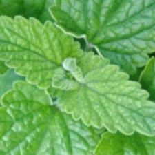 Catnip Seeds for Cat Lovers | NON-GMO Catnip Seeds | Fresh Herb Perrenial Seeds