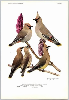 1936 Bird Print, Bohemian Waxwing, Northern Shrike, Vintage Bird Print