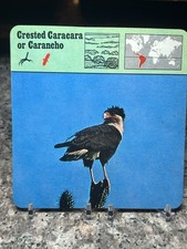 Tarjeta Crested Caracara o Carancho, 1977 Ediciones Recontre 4 3/4" x 4 3/4"