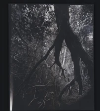 Pascal Duthoit  Papier salé  28x31  Circa 1989   Papier salé  28x31 