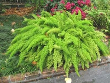 Foxtail Fern - 5 Seeds Asparagus Meyeri House Plant Seed Rare Ornamental Bonsai 