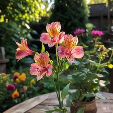 Preety Imported Double Alstroemeria Faded Peach Flower Bulbs Pack Of 2 Bulbs