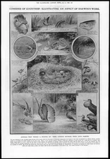 1909 Antique Print - ANIMALS Court Ship Birds Insects Fish Monkey Crab (101)