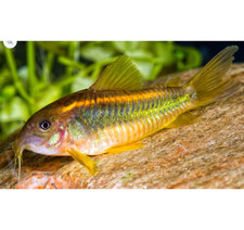 Corydora Gold Laser Small size Live Fish