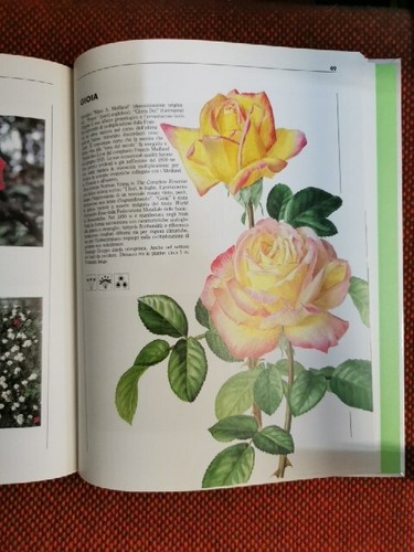 Rose M. Molon Stock ed 1989 L2/S ° - Imagen 4 de 10