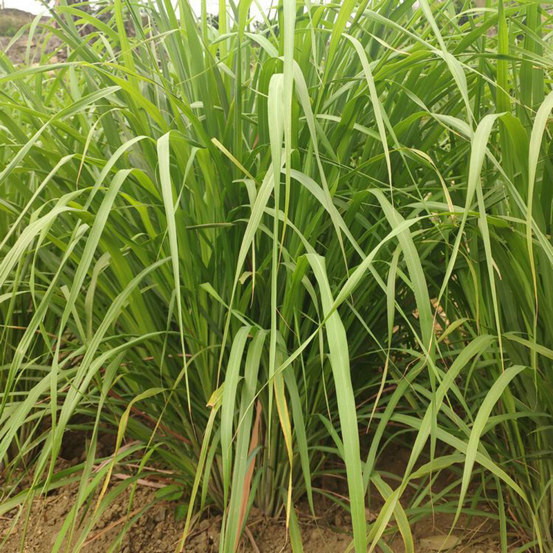 Semillas De Hierba Limón (Lemongrass Citronela) - 400 Semillas, Fácil Cultivo, Aroma Cítrico