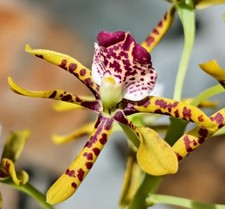 Fragrant Orchid Species Encyclia sceptra