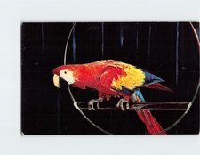 Postcard Red & Blue Macaw