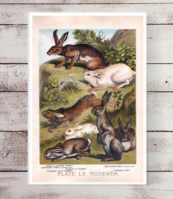 Easter Bunny Rabbit Hare Rodentia Wall Art Lapin Wall Art Bunny Gift Easter