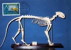 NATURAL HISTORY MUSEUM ANIMAL SKELETON 1982 SWITZERLAND MAXIMUM CARD FDC