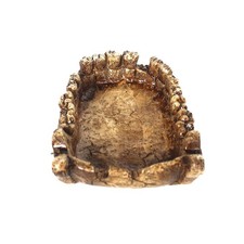 Reptile Feeding Water Bowl Terrarium Plate Bathing Bowl