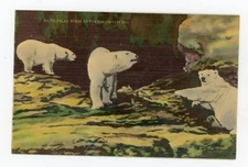 Vintage Postcard Animals Bears Polar Bears Cincinnati Zoo Linen Unposted