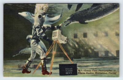 Ocean Floor Photographer Marine Studios Marineland FL Vtg Postcard Linen BAS10
