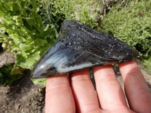 4 INCH MEGALODON SHARK TOOTH WICKEDLY DARK AND SMOOTH IN COLOUR - Picture 9 of 11