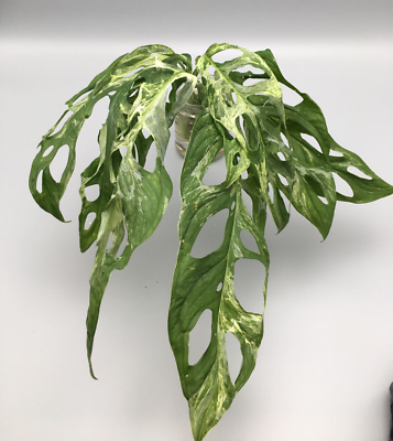 Groe Monstera adansonii indonesian marble variegata Stecklinge mit  Luftwurzeln | eBay.de