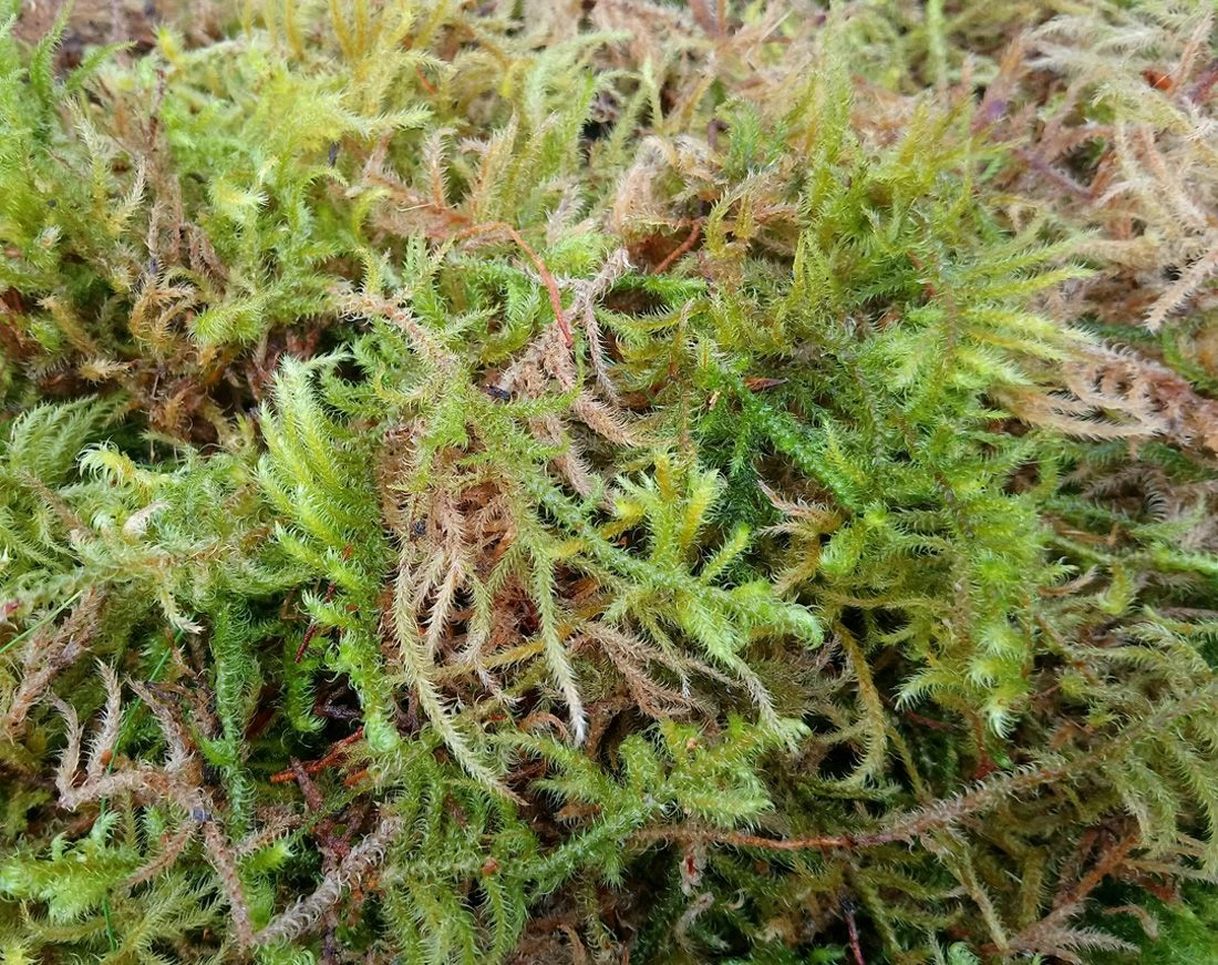 Fresh Sphagnum Moss - Live Basket, Orchid, Reptile, Wreath Planting Peat  Moss