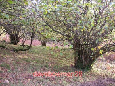 FOTO HASELNUSS COPPICE GOWBARROW PARK WATERMILLOCK TOWNSHIP MATTERDALE CP DIES IST