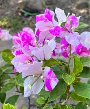 Magic Bougainvillea Live Starter Plant Bougainvillea Tree 4-6"Tall, Ship No Pot