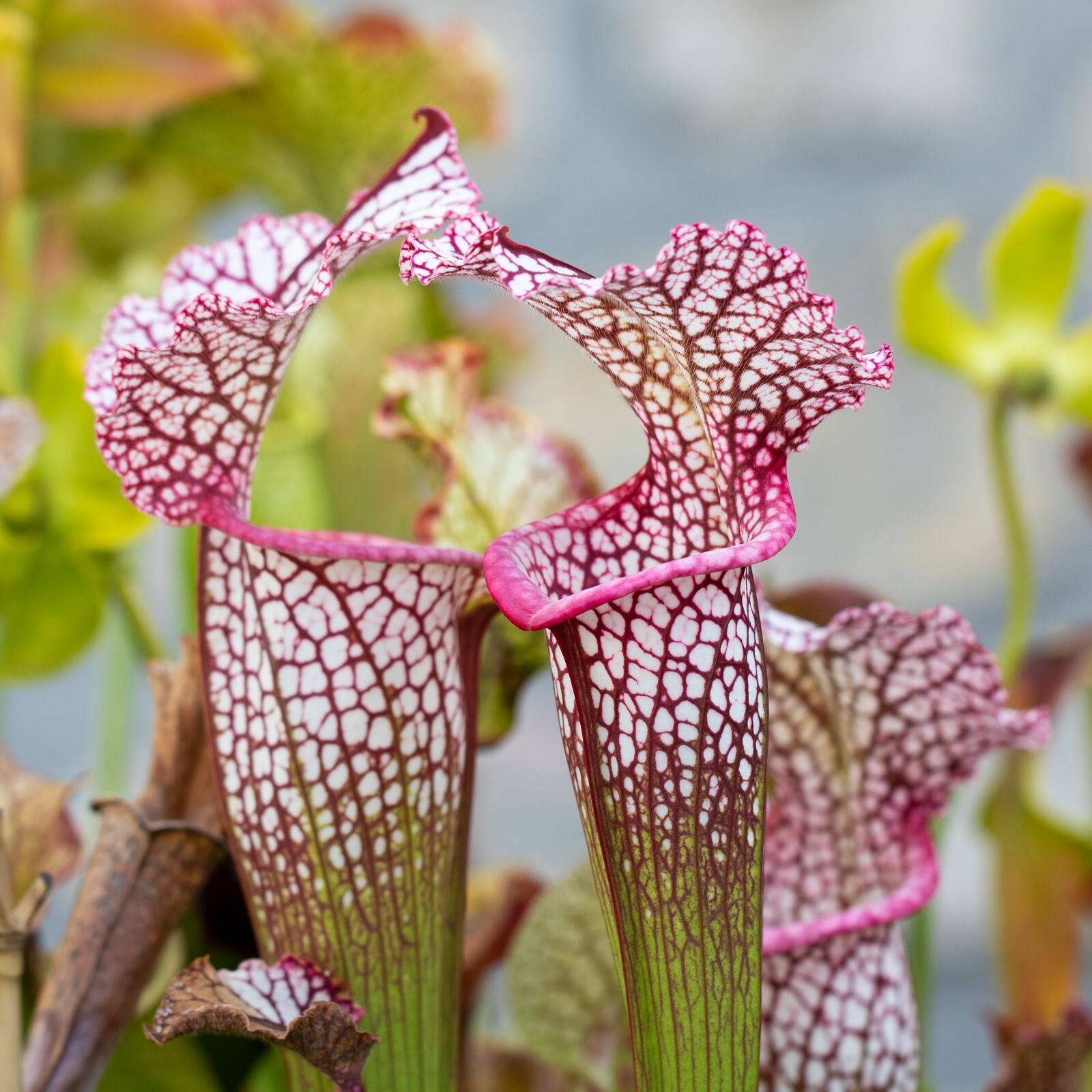 Sarracenia Wilkerson White Knight déco jardin aquatique et aménagement de tourbière