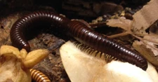 GIANT Desert Chocolate Millipede *Get BIG*