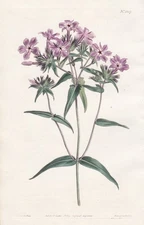 downy phlox North America botany flower engraving copperplate Curtis 1307