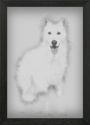 Schweizer Schäferhund 5 Jahre Gerahmtes Wandbild Poster Leinwandbild Bild