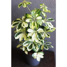 Schefflera arboricola Charlotte Houseplant Tender Perennial 1x 13cm Pot by T&M