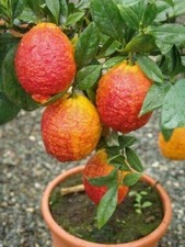 Limone rosso "Citrus limonimedica pigmentata" pianta in vaso ø22 cm