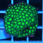 Corals of Eden ~ WYSIWYG Live Coral Frag ~ She Hulk Leptastrea ~ LPS SPS — photo 6