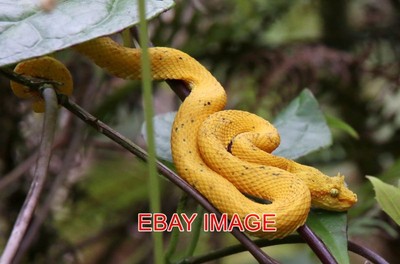 FOTO WIMPERNGRUBE VIPER 3 COSTA RICA