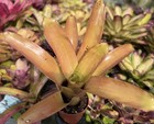 Bromeliad Canistrum aurantiacum hybrid *Bromeliad Collection* — photo 5