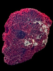 RARE 4.9” Red Pipe Organ Coral Skull, Healing Properties