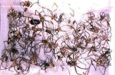12 Brown Recluse Spider Traps House Spider Traps Non-Toxic Sticky Spider Traps