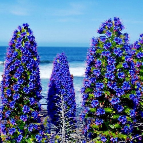 PRIDE OF MADEIRA Flower Seeds Echium fastuosum Blue Tower of Jewels Garden Plant - Picture 12 of 12