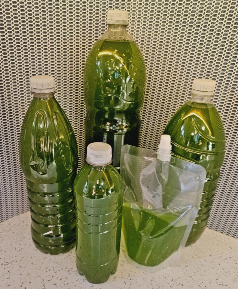 750ml Green Water - Aquarium Filter Feeder Food - Chlorella Algae Live Culture - Image 2 of 4