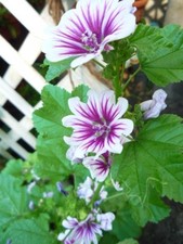 Malva Zebrina French mallow seeds