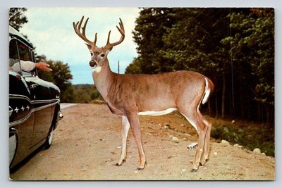 Vintage Algonquin Park Deer Postcard, Car Interaction, Killarney Lodge 1964
