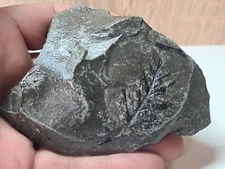 Poleontological sample imprint of the Carboniferous flora Ukrain of the Donbass