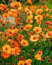 Large Geum Plant – Established Perennial in 1L Pot