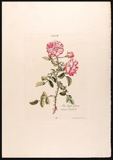 Christoph Jakob TREW / Rosa IV The Single Eglatine or Sweet Briarbush 1762
