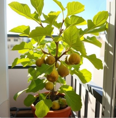 2 winterharte gelbe Feigenbäume schnellwüchsig exotisch Pflanzen im den Garten )