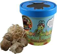 3 - Praying Mantis Egg Cases - Newest Crop