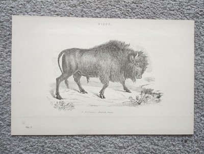 Beispiel eines Bison - antiker Druck - 1875