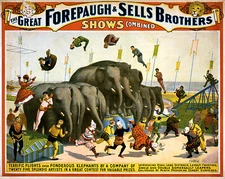 Forepaugh Sells Bros 1899b Elephants Circus  Poster Print  17 x 11  Giclee Print